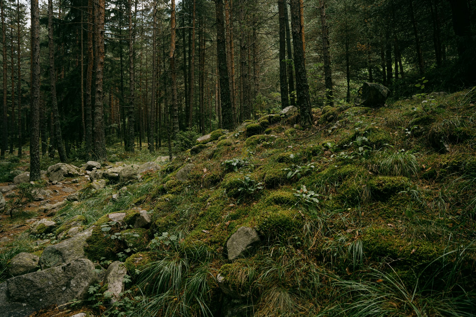 The Untrodden Path
